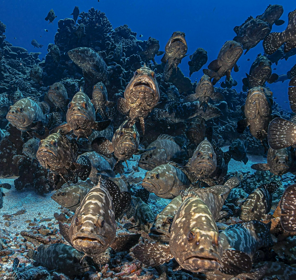 国外石斑鱼聚集寻找配偶密密麻麻_高清图集_新浪网