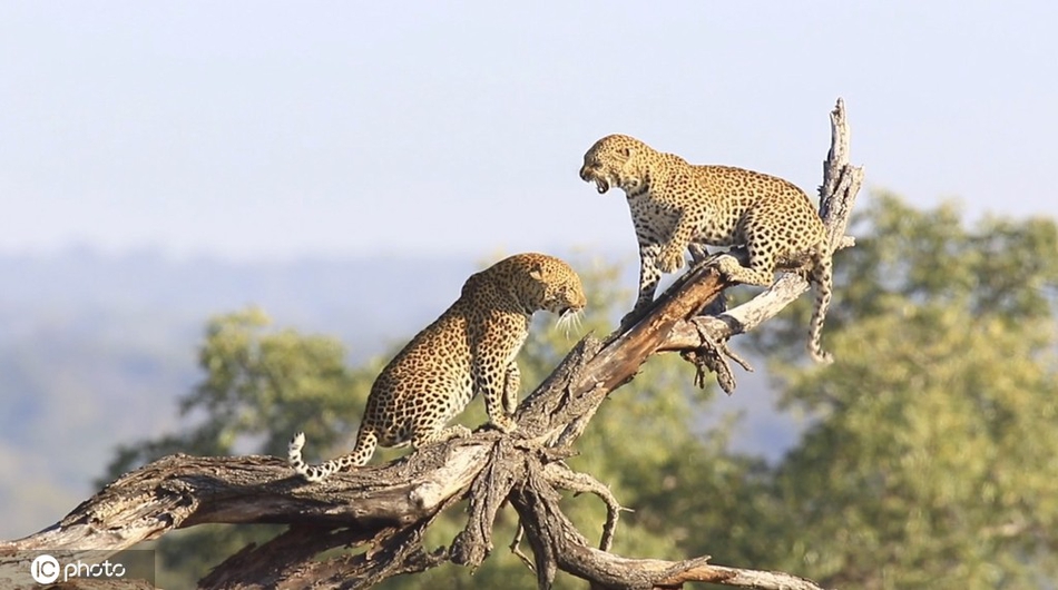 战况激烈!南非两只母豹为争夺地盘打架