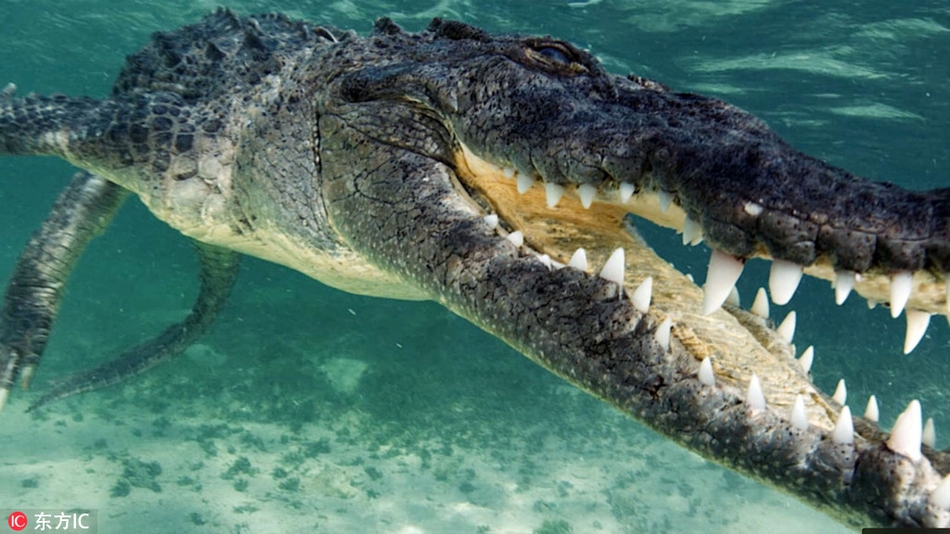 胆肥摄影师游进墨西哥巨鳄捕食圈 零距离对峙令人胆寒
