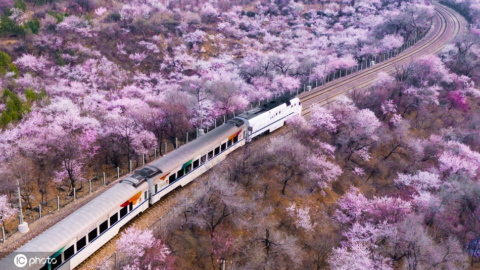 航拍北京这辆开往春天的列车 穿过漫天花海,一路繁花相随!