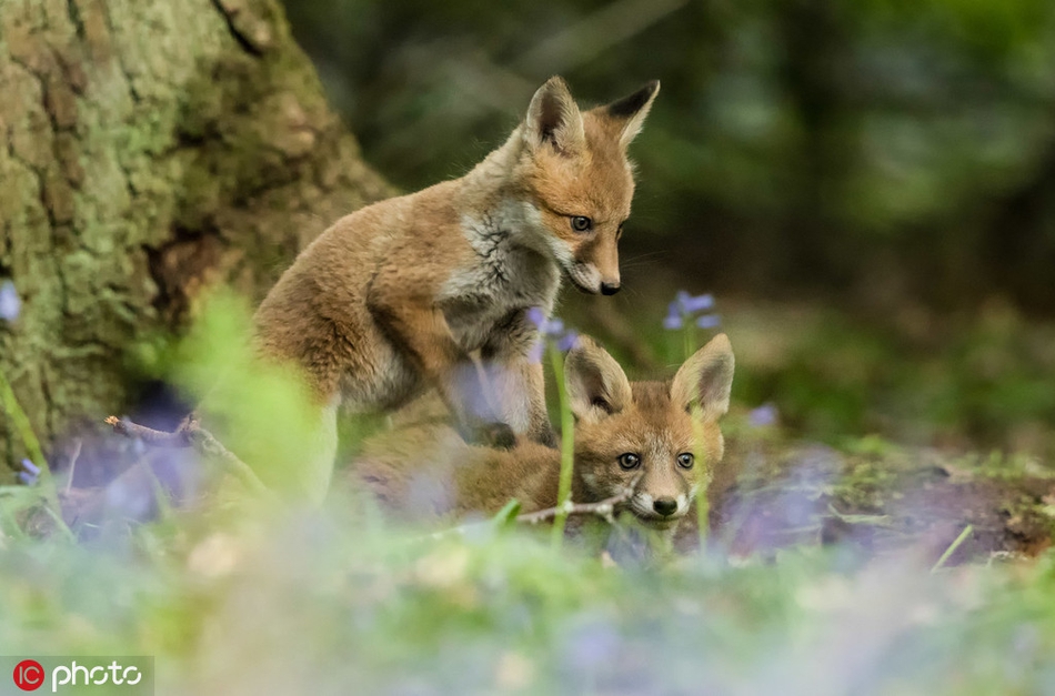 春日萌物出没!英国小狐狸在蓝领花丛嬉戏打闹