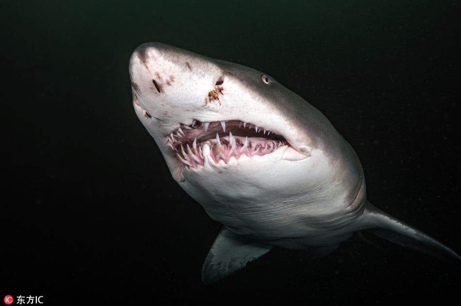 虎鲨邂逅鱼群风暴 尽情捕食画面震撼