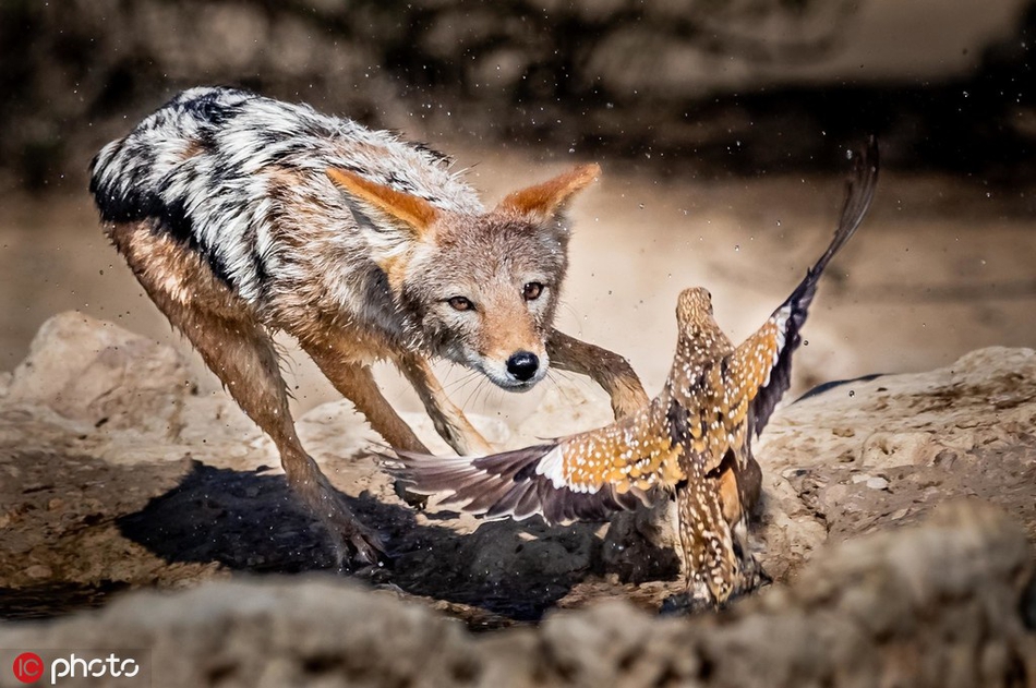 毫无戒心?南非饿豺捕鸟大作战成功捕捉猎物