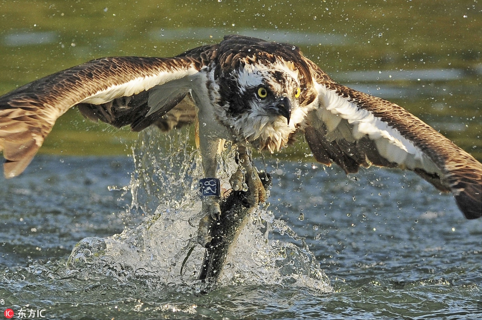 英国摄影师抓拍鱼鹰光速捕鱼 犀利眼神绝了