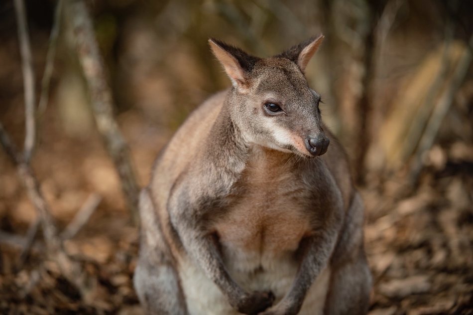 英国动物园首只珍稀沙袋鼠幼崽亮相 小家伙躲在育儿袋捉迷藏