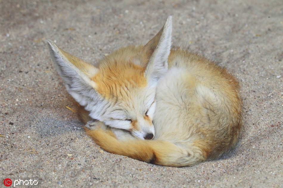 动物睡照萌态百出 看完也有点犯困了!_高清图集_新浪网