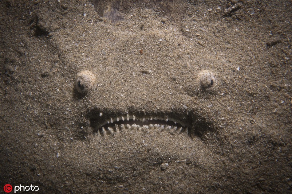 实拍深海"心机鬼"瞻星鱼 绝妙伪装令人毛骨悚然_高清图集_新浪网