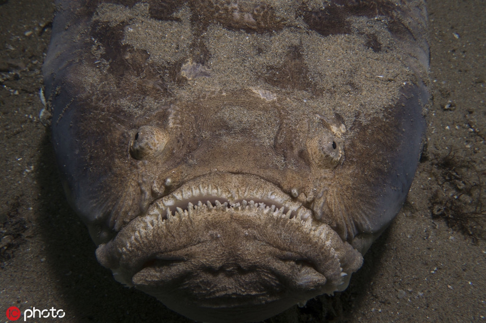 实拍深海"心机鬼"瞻星鱼 绝妙伪装令人毛骨悚然