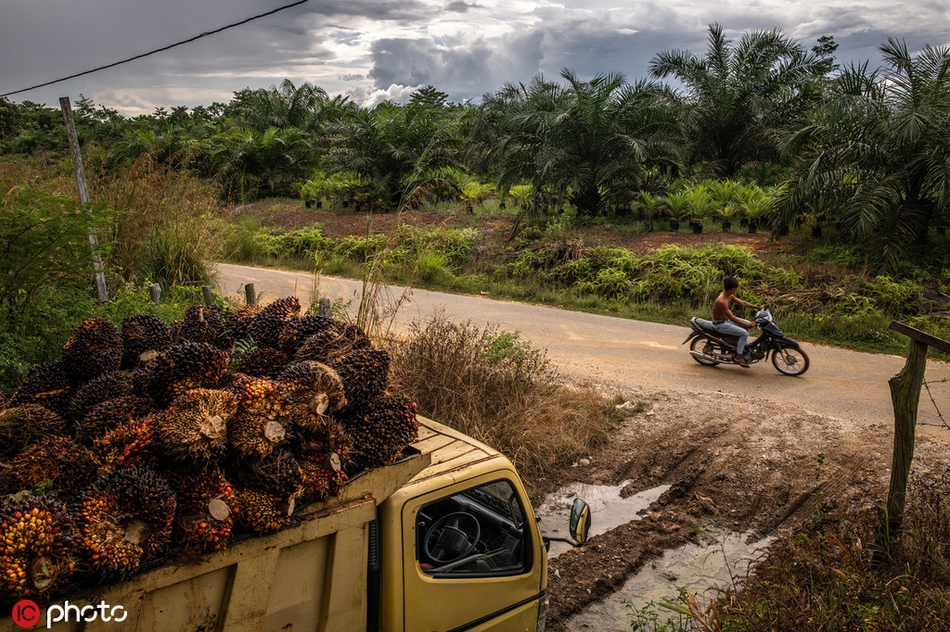 印尼最后的雨林遭砍伐 谁来拯救可怜的红毛猩猩?