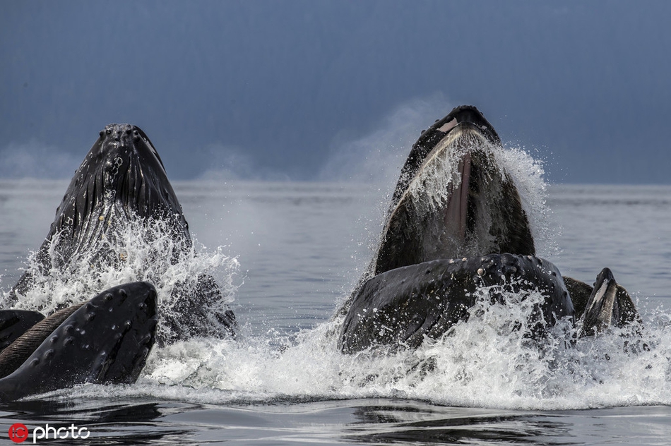动物摄影师本月在阿拉斯加海域拍摄到鲸鱼自制泡泡网觅食的壮观画面
