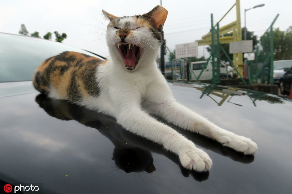 看看这些小动物们哈欠连连,你有跟着一起打了吗?