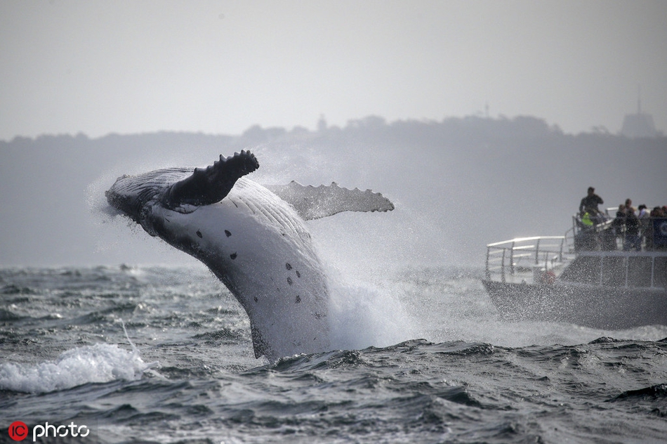 座头鲸宝宝炫技腾空跃出海面"翻江倒海"惊艳了一船游客