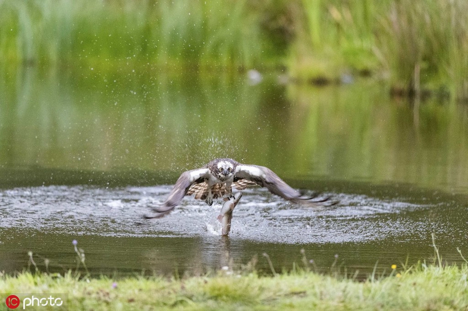 鱼鹰高速俯冲捕鱼精彩瞬间 诠释动作快准狠
