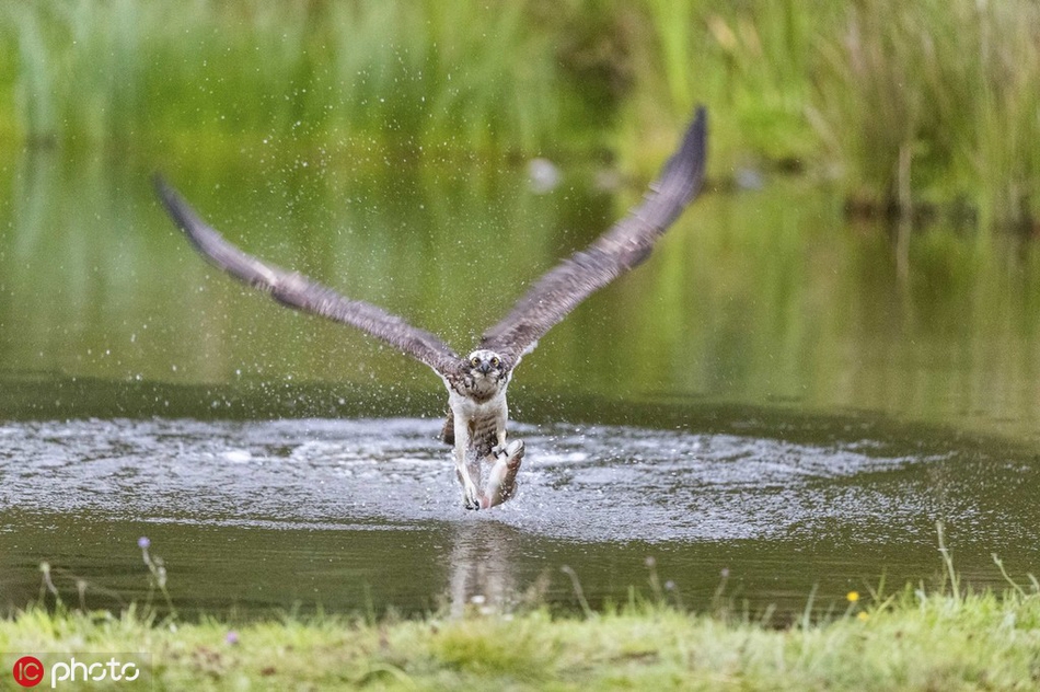 鱼鹰高速俯冲捕鱼精彩瞬间 诠释动作快准狠