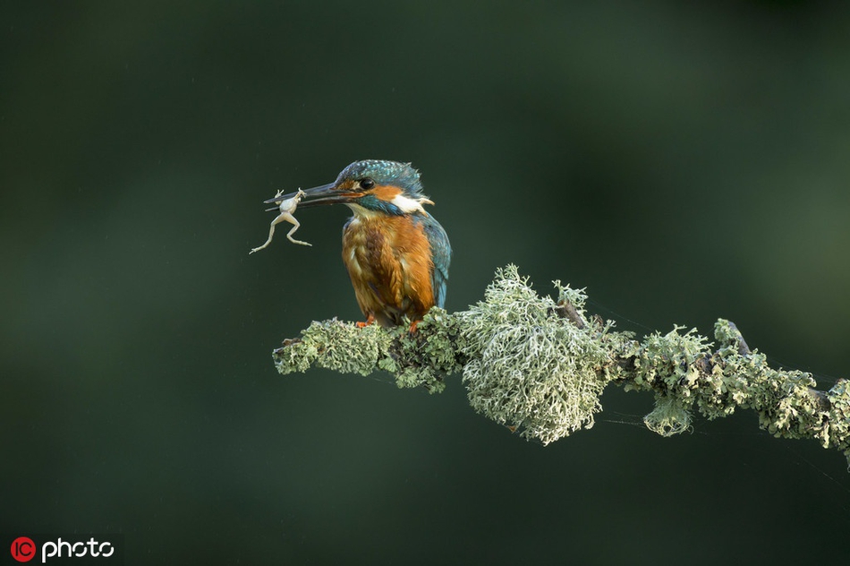 画面唯美!摄影师抓拍翠鸟捕鱼进食瞬间