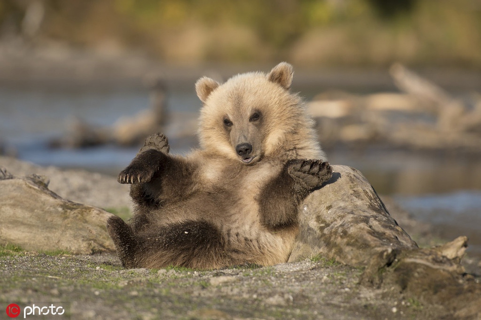 "别拍了,本熊羞羞" 俄罗斯小棕熊发现镜头用爪捂脸