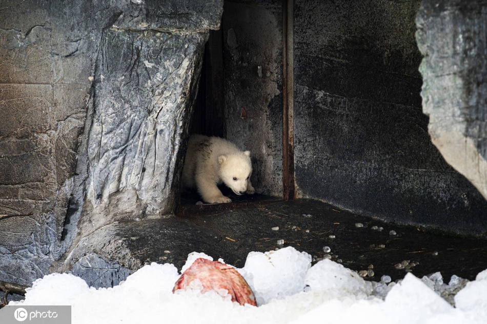 北极熊宝宝首次走出洞穴 好奇探索世界_高清图集_新浪网