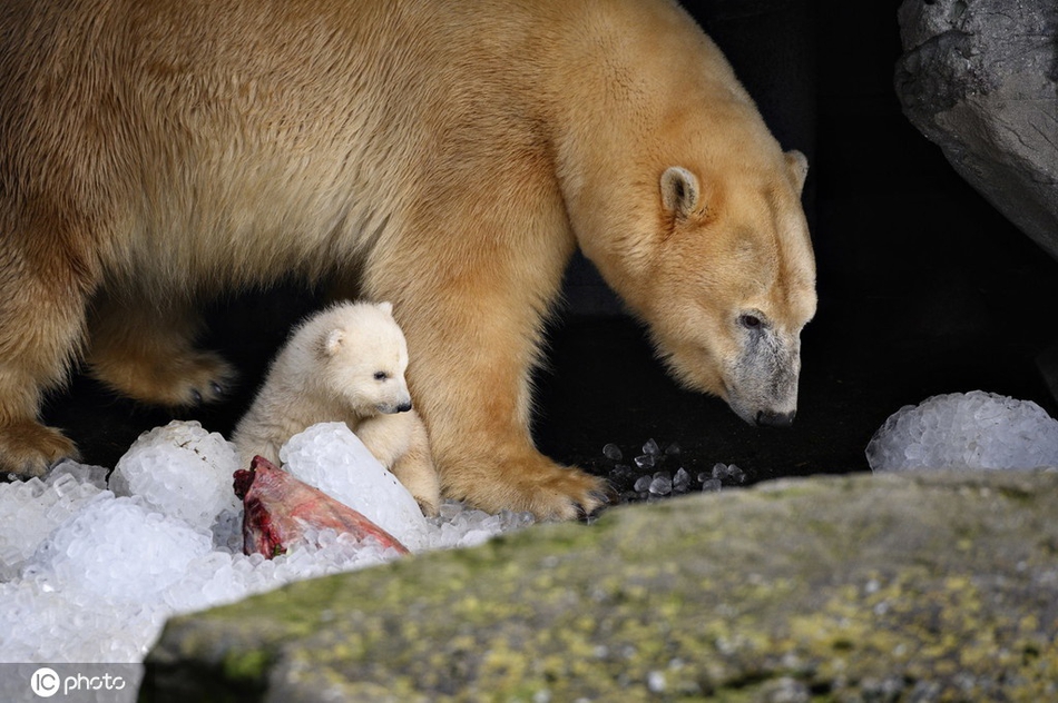 北极熊宝宝首次走出洞穴 好奇探索世界_高清图集_新浪网