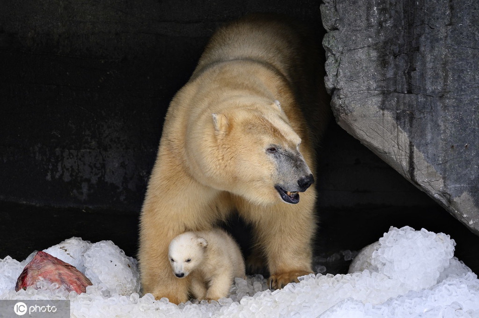 北极熊宝宝首次走出洞穴好奇探索世界