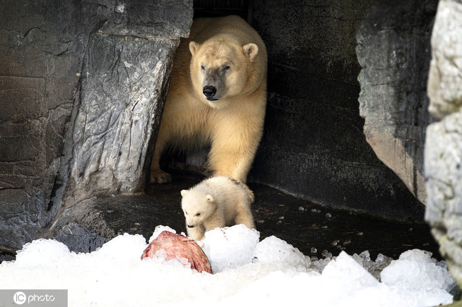 北极熊宝宝首次走出洞穴 好奇探索世界