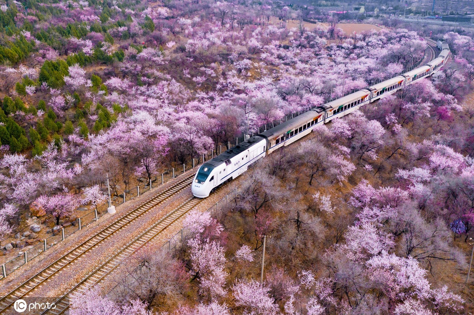 航拍北京这辆开往春天的列车 穿过漫天花海,一路繁花相随!