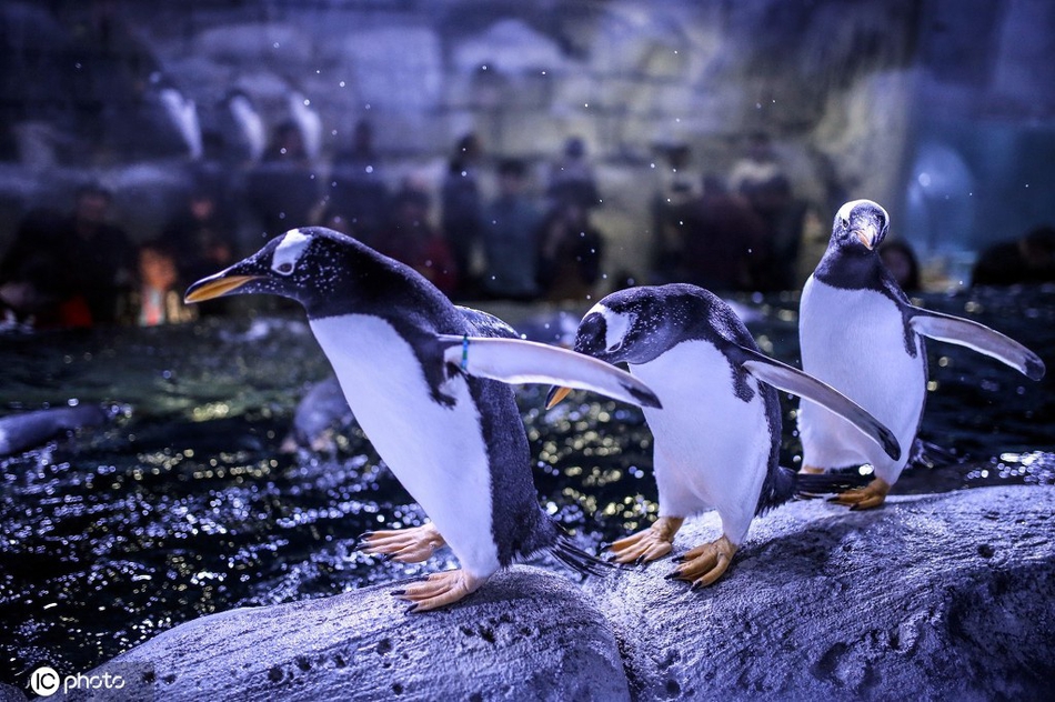 世界企鹅日 一起围观呆头鹅们的搞笑日常!