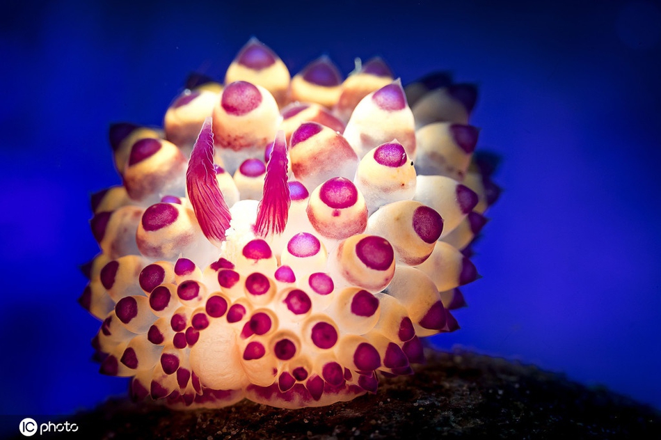 怪怪水族馆特殊鱼类图片