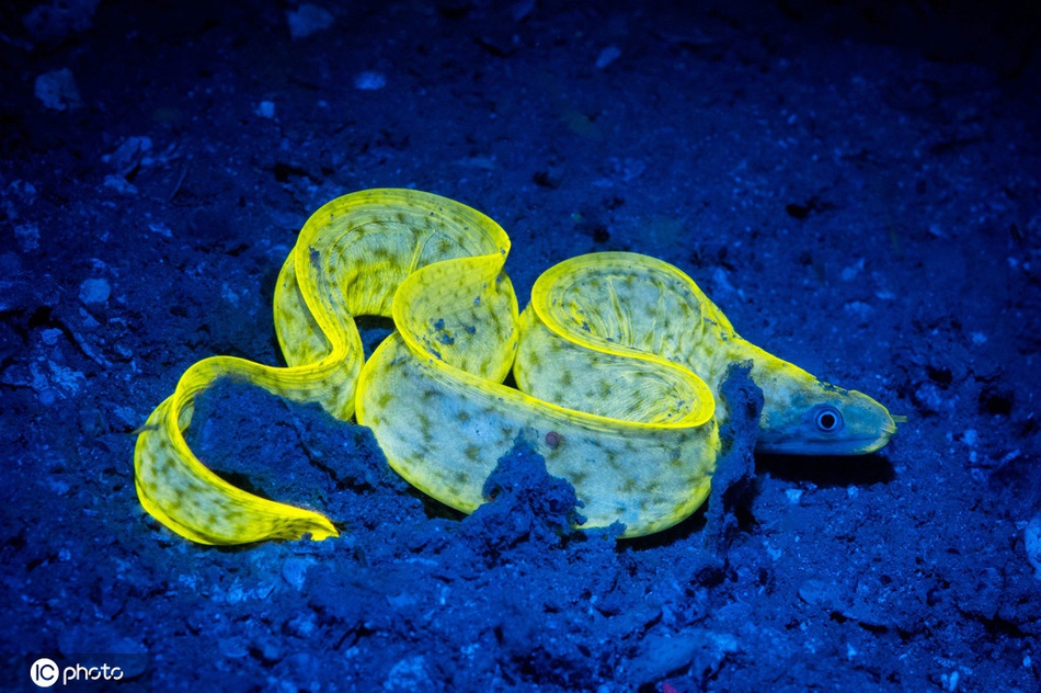 拍摄时间不详),摄影师ace wus探秘深海,拍下了一组惊艳的海洋生物照片