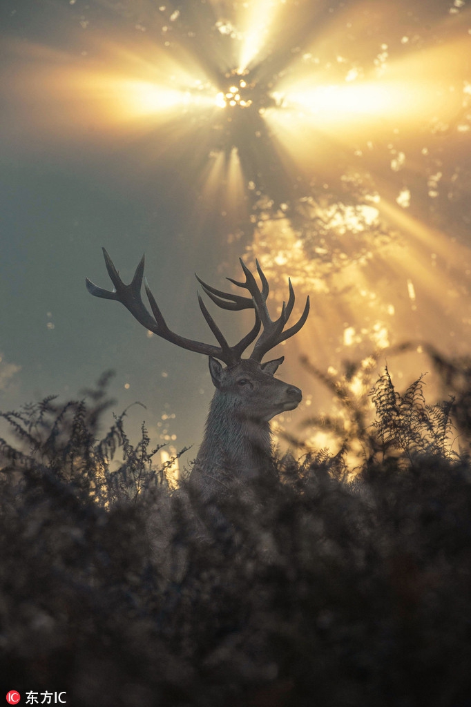 英国马鹿日出时分拍剪影自带光环若晨曦中的精灵