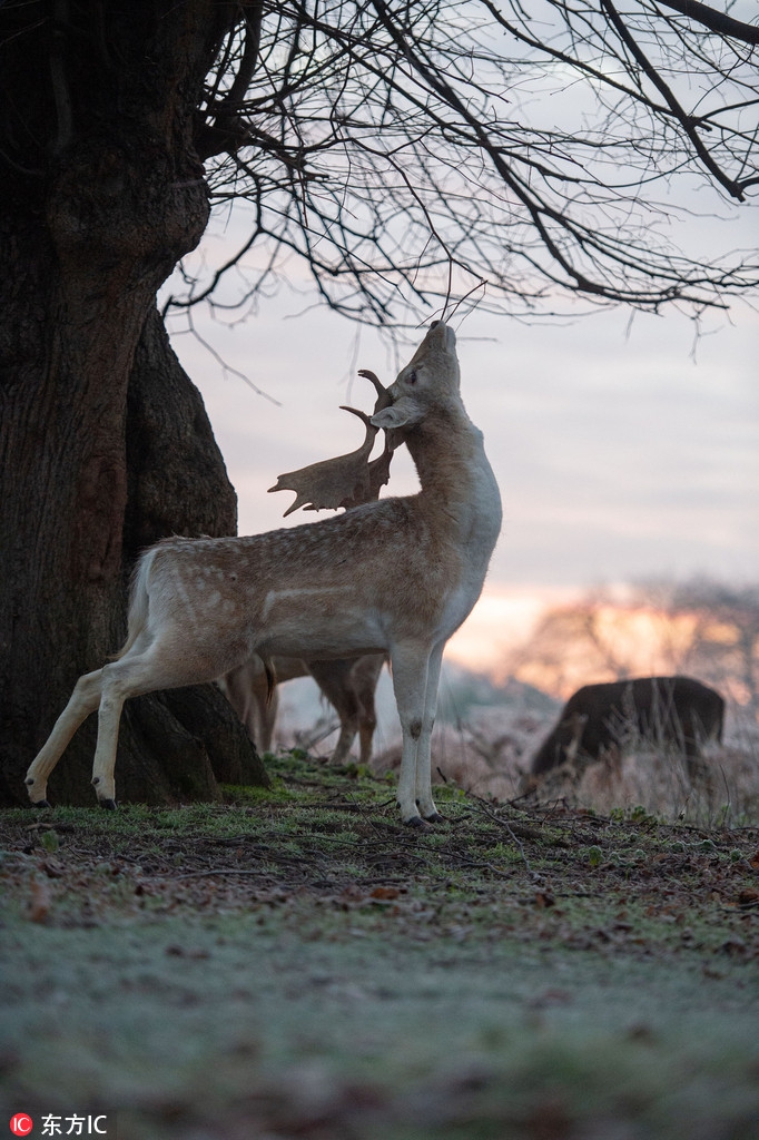 摄影师实拍英国牡鹿晨曦中漫步画面唯美若童话