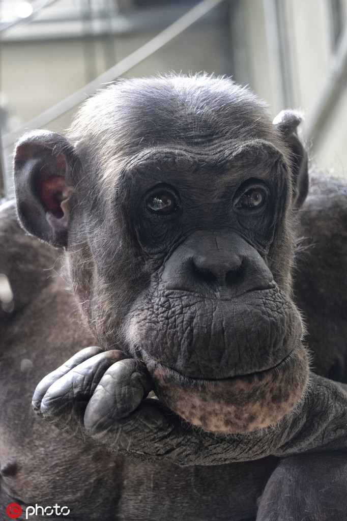 戏精上身!英国动物园黑猩猩镜头前疯狂做鬼脸_高清图集_新浪网
