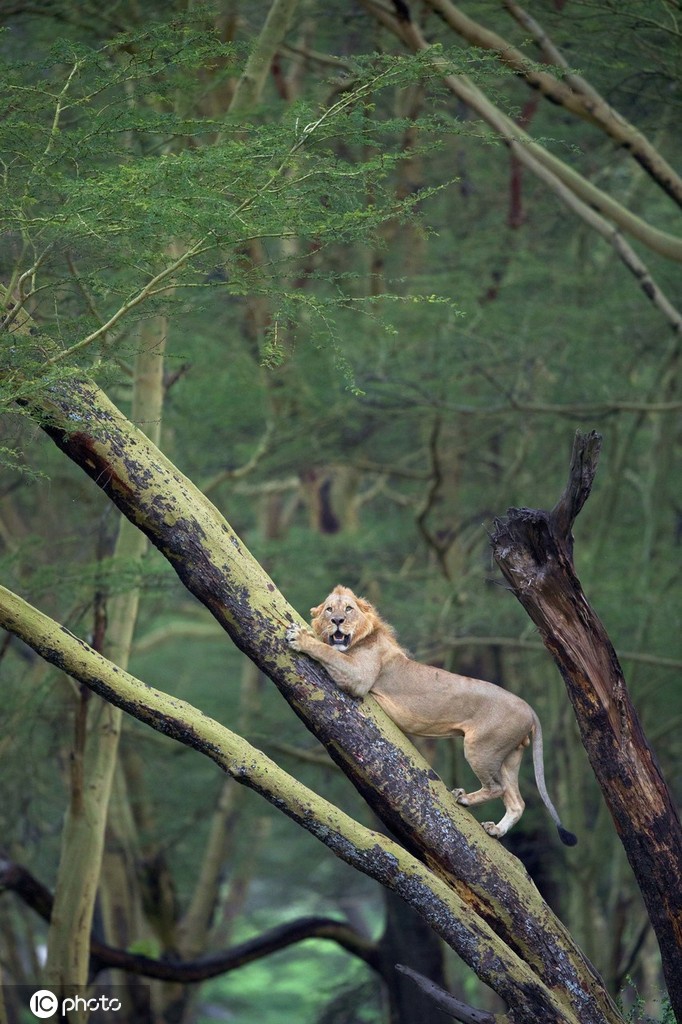 狮子遭100头水牛狂追 逃上树瑟瑟发抖被吓成“表情包”