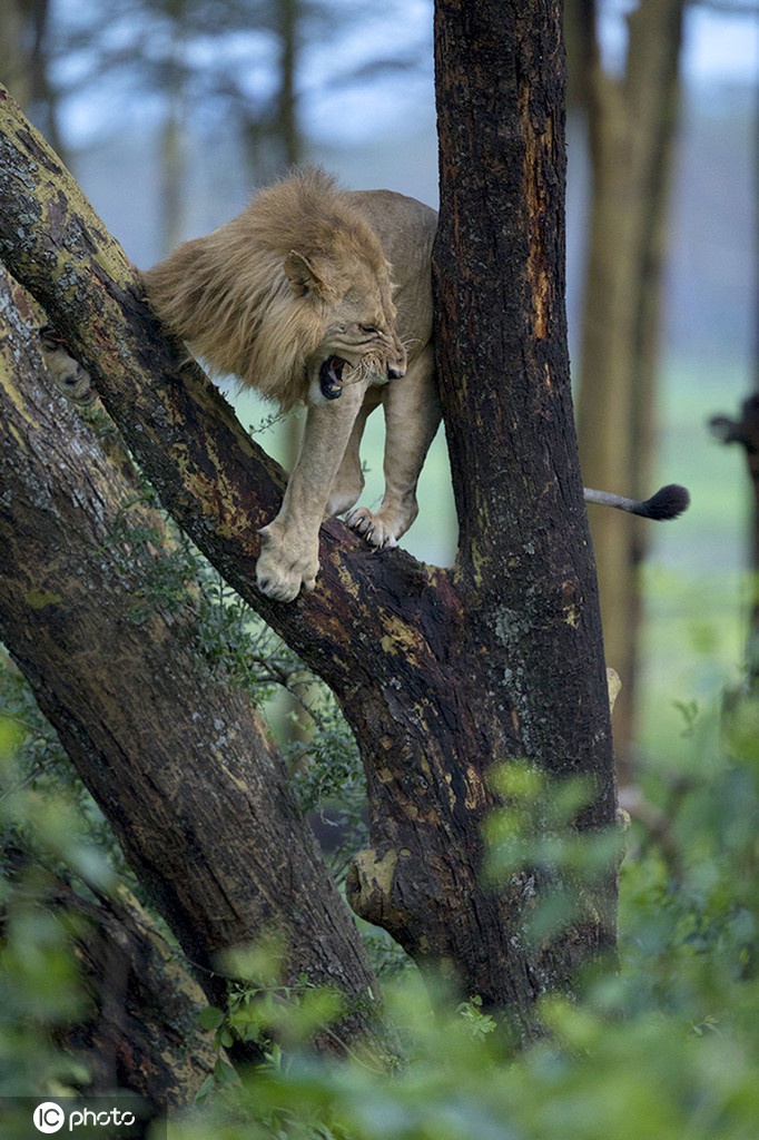 狮子遭100头水牛狂追 逃上树瑟瑟发抖被吓成“表情包”