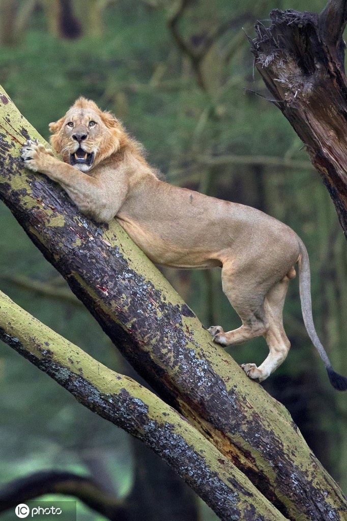 狮子遭100头水牛狂追 逃上树瑟瑟发抖被吓成“表情包”