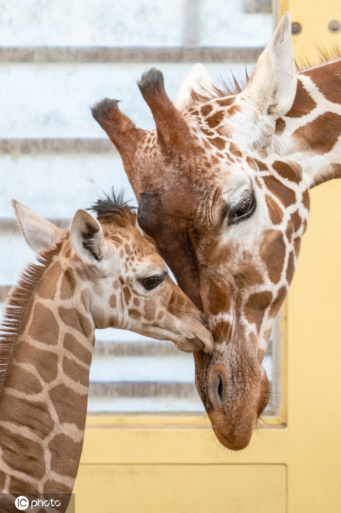 太有爱了!荷兰长颈鹿妈妈弯腰哄宝宝