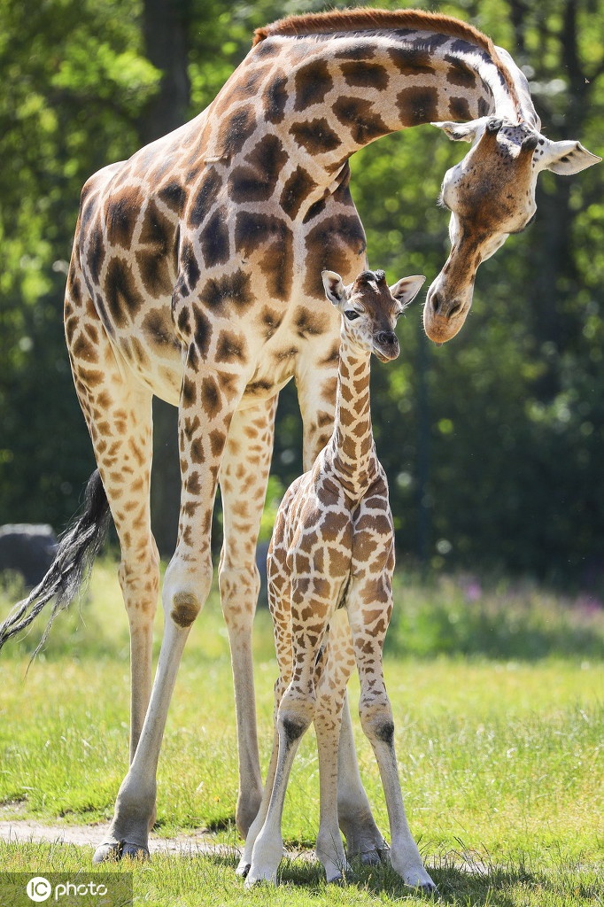 柏林动物园诞生濒危罗氏小长颈鹿 嬉戏玩耍好奇探索世界