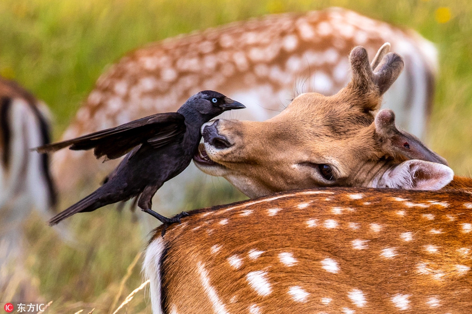 abrahams在灌木公园拍到了令人心头一暖的画面,一头雄性小鹿和一只