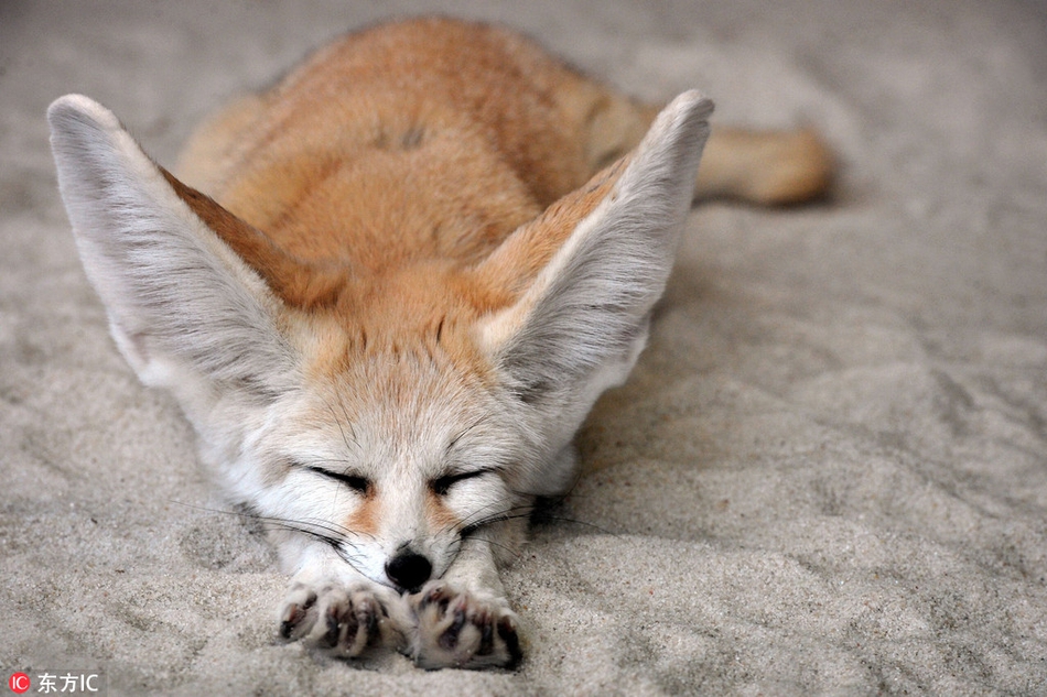 实拍捷克动物园小狐狸午睡 小爪爪前伸萌爆了