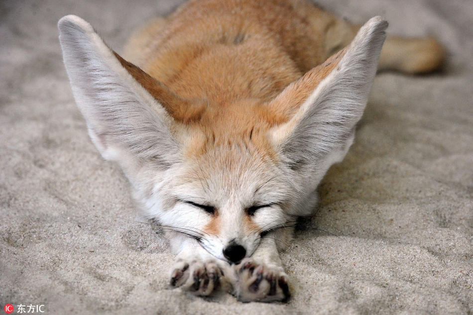 实拍捷克动物园小狐狸午睡 小爪爪前伸萌爆了