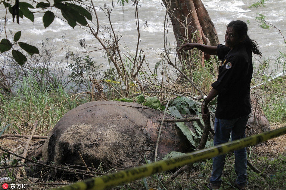 印尼一头大象被残忍杀害割掉象牙