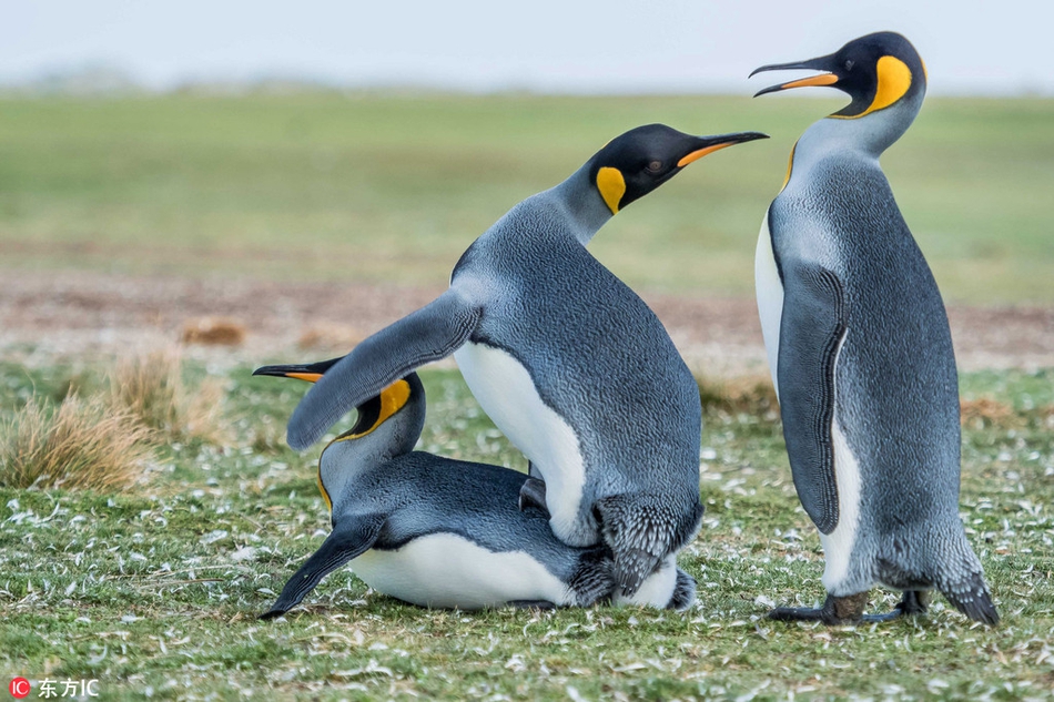 摄影师拍国王企鹅争"女友" 互扇巴掌也是萌坏了!_高清图集_新浪网