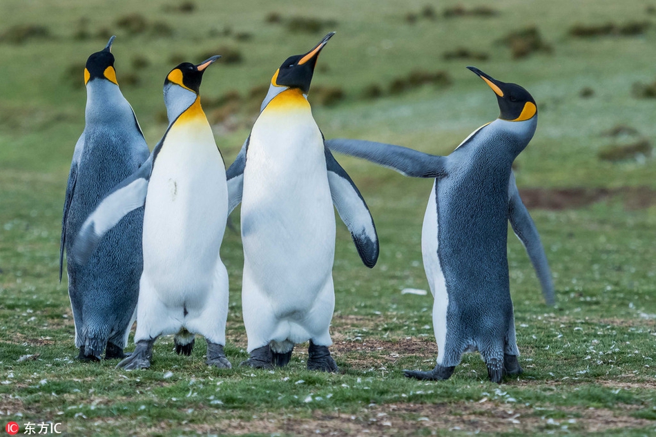 摄影师拍国王企鹅争"女友" 互扇巴掌也是萌坏了!