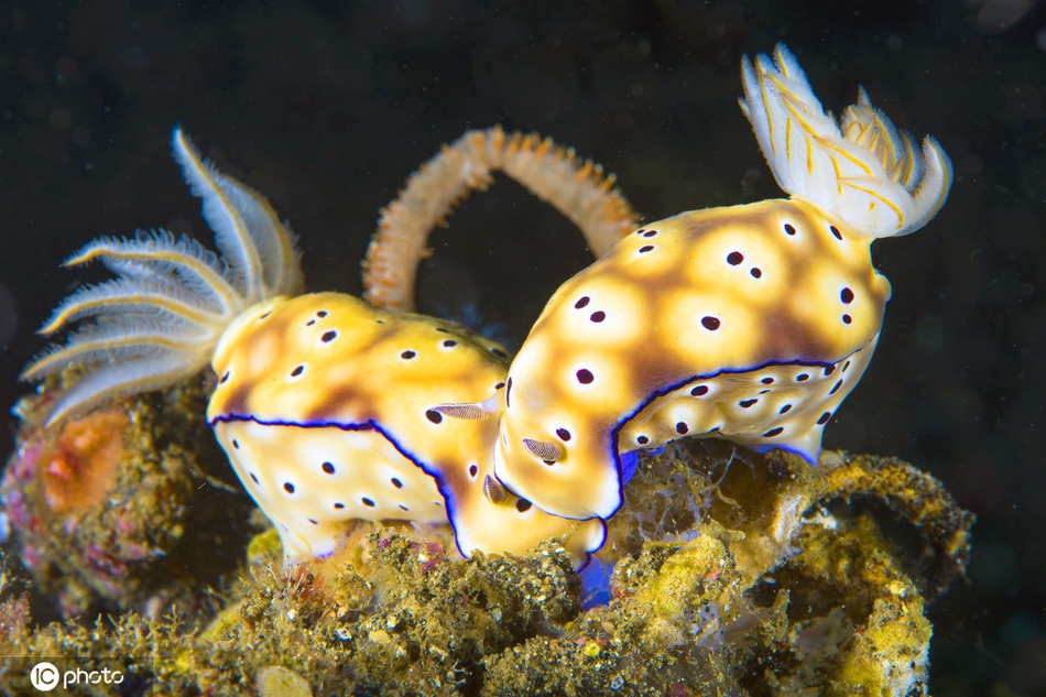 深海奇葩生物,这些怪鱼形状奇特 为什么深海鱼那么怪（图片）