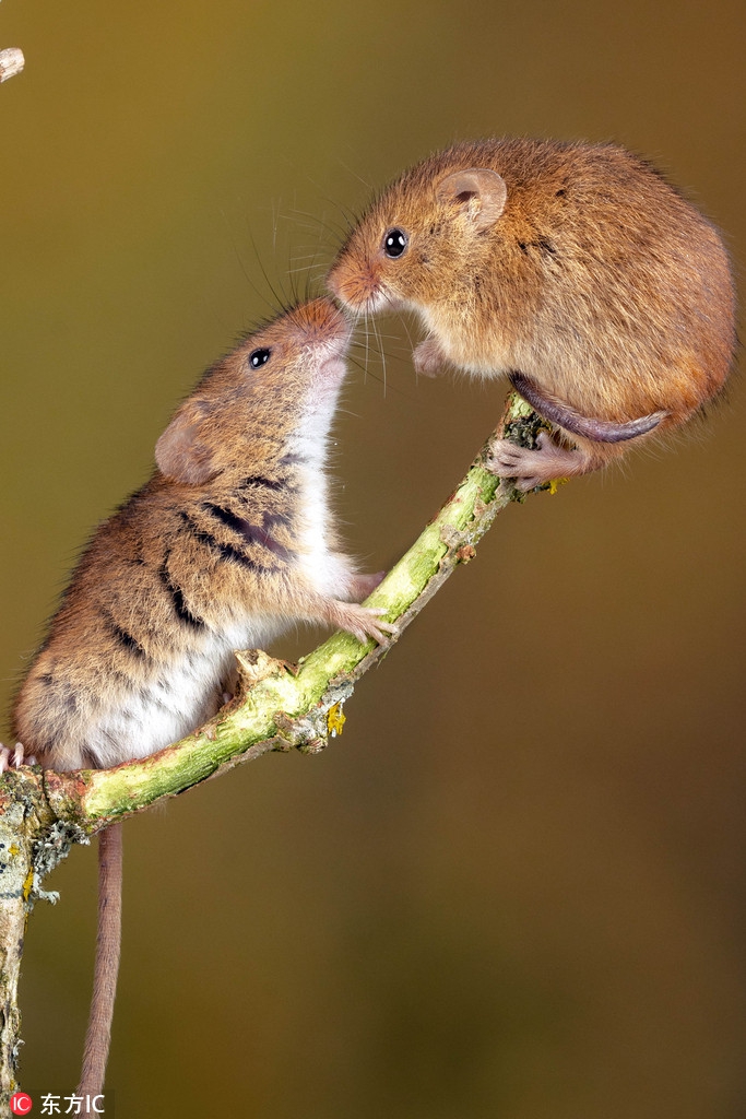 七夕动物亲吻照爱意满满 爱ta你就亲亲ta!