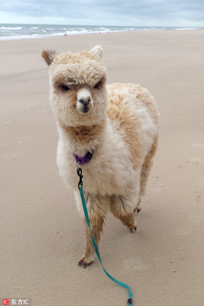 无辜小羊驼因杂毛被送进屠宰场 获暖心救助逆袭ins网红萌爆了