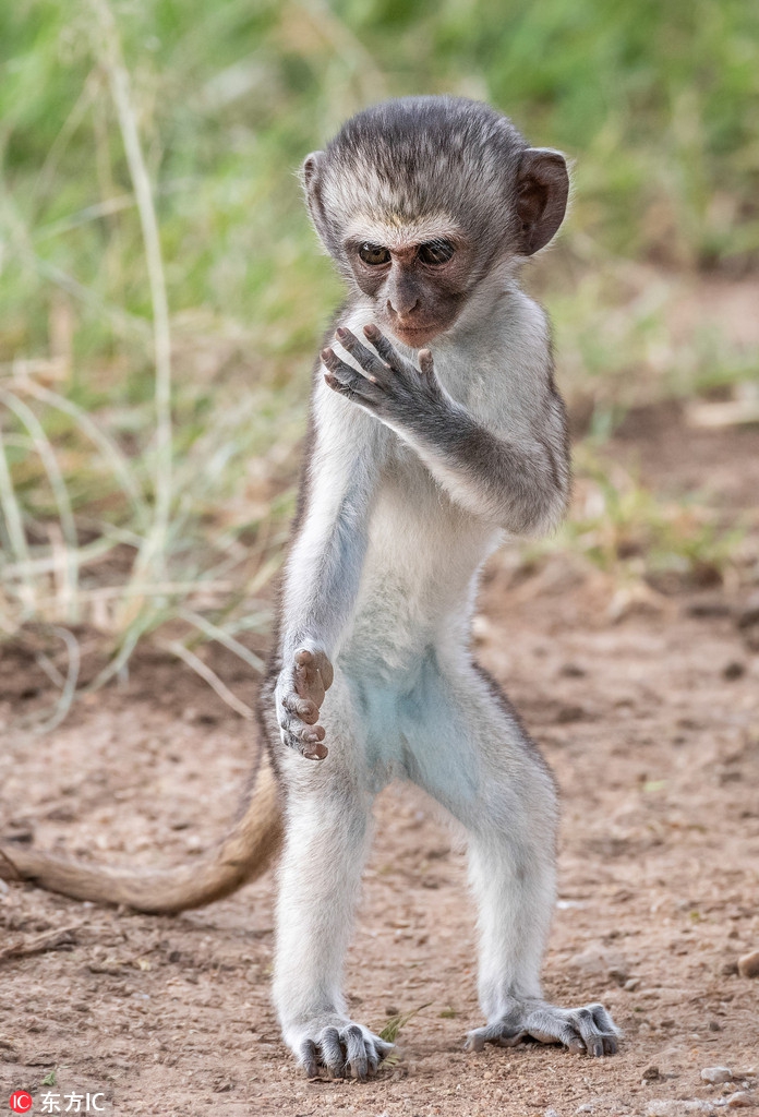 非洲草原猴潜心练习功夫架势有模有样