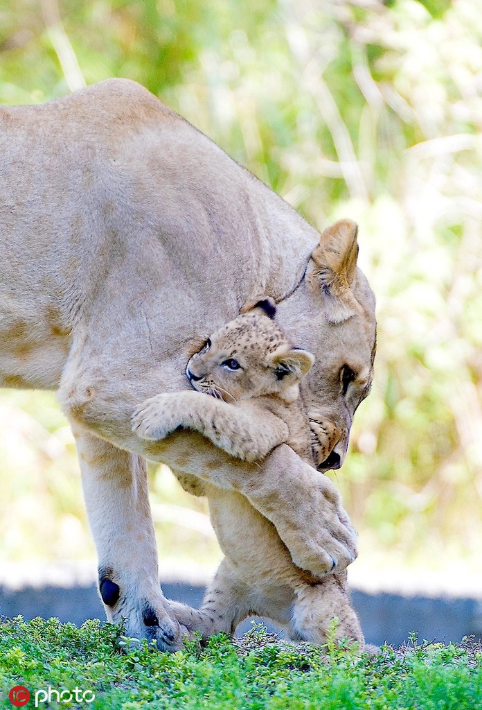 盘点动物界最温馨的母子互动画面 说不尽的宠爱