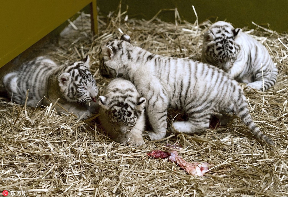 匈牙利动物园4只小虎崽初亮相 奶萌惹人爱