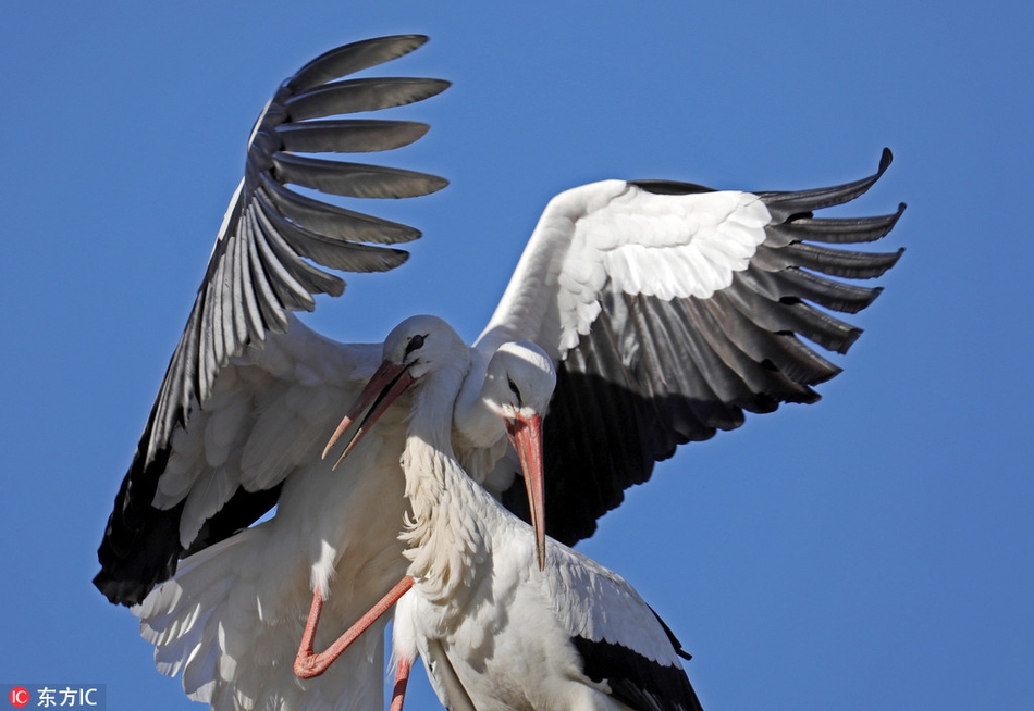 天气转暖德国白鹳开始求偶 缠绵悱恻若演绎浪漫双人舞