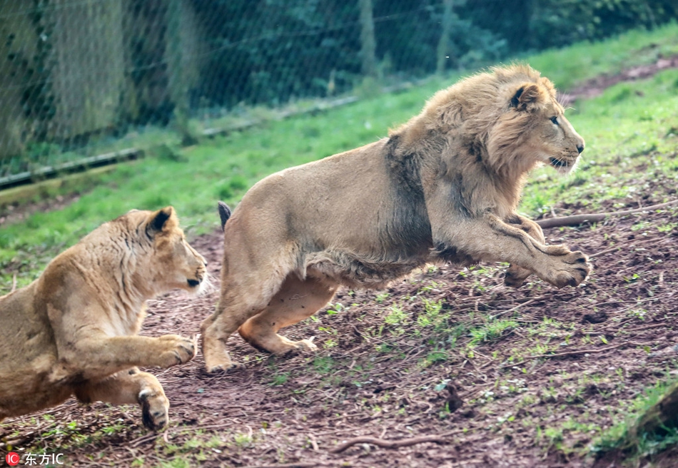 英动物园狮子叫板球王梅西 踢足球炫技技艺精湛